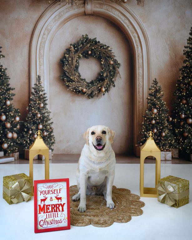 Premium Photography Sudio in Tampa, FL. Holiday-