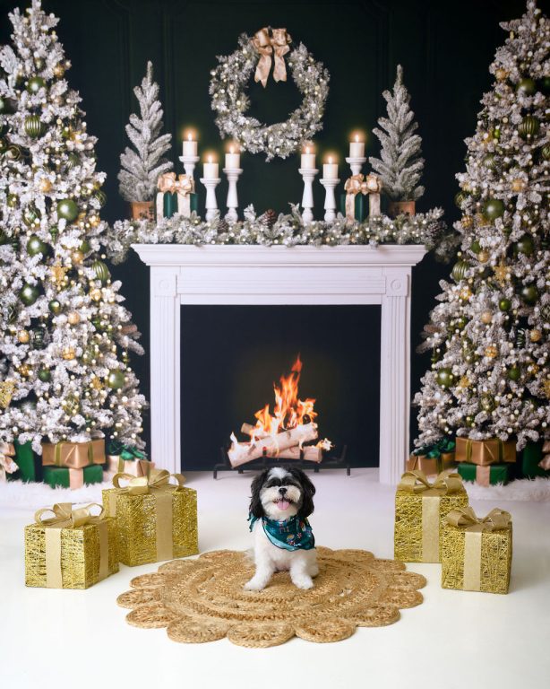 Premium Photography Sudio in Tampa, FL. Holiday-